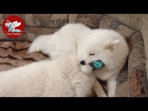 Чистка зубов собаке. Trixie Denta Fun каучуковый мяч для собак. До и после