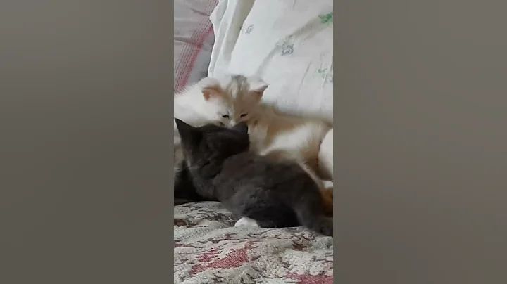 Video 2835641: cats animal funny kitty, sweet cat kitty, cat love kitty, kitty baby cat, gatos cat animals, manee cat