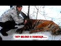 Тигр молил о помощи! То, что сделал мужчина ПОТРЯСЛО СЕТЬ—Животные—Видео животные—Шокирующие новости