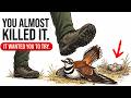 A Bird Wants You To Step On It. Here's Why