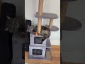 The happy life of cats! #Cute, gentle and naughty.