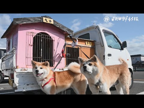 秋田犬新聞】ジィジィ、2匹は任せて 大館市の大香と令香【動画