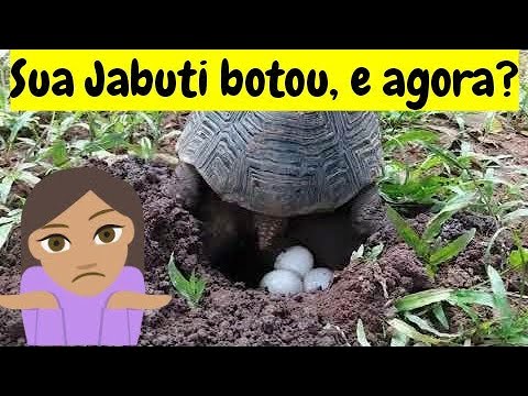 Vídeo: Como se livrar do cheiro de urina do cão no tapete