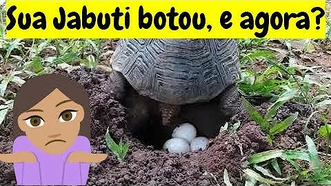 Como achar o ninho de jabuti?