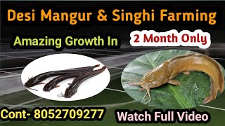 Desi Mangur And Desi Singhi Fish Farming || Amazing Growth In 2 Month