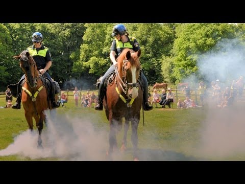 Video: Hequ Horse Ras Allergene, Gesondheid En Lewensduur