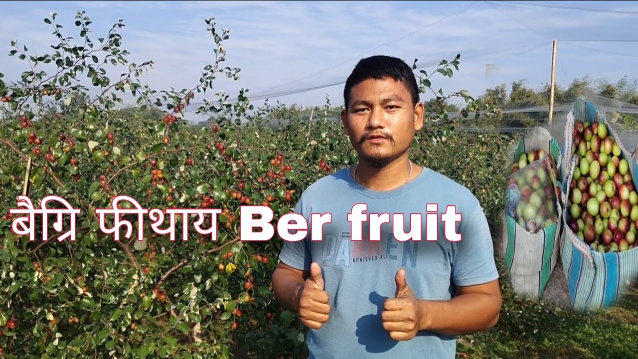 Ber jujube fruit | miss india red apple ber | बैग्रि फीथाय 