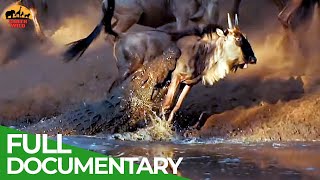 Information Wildlife Laws: Only the Fastest Will Survive | Free Documentary Nature Guide