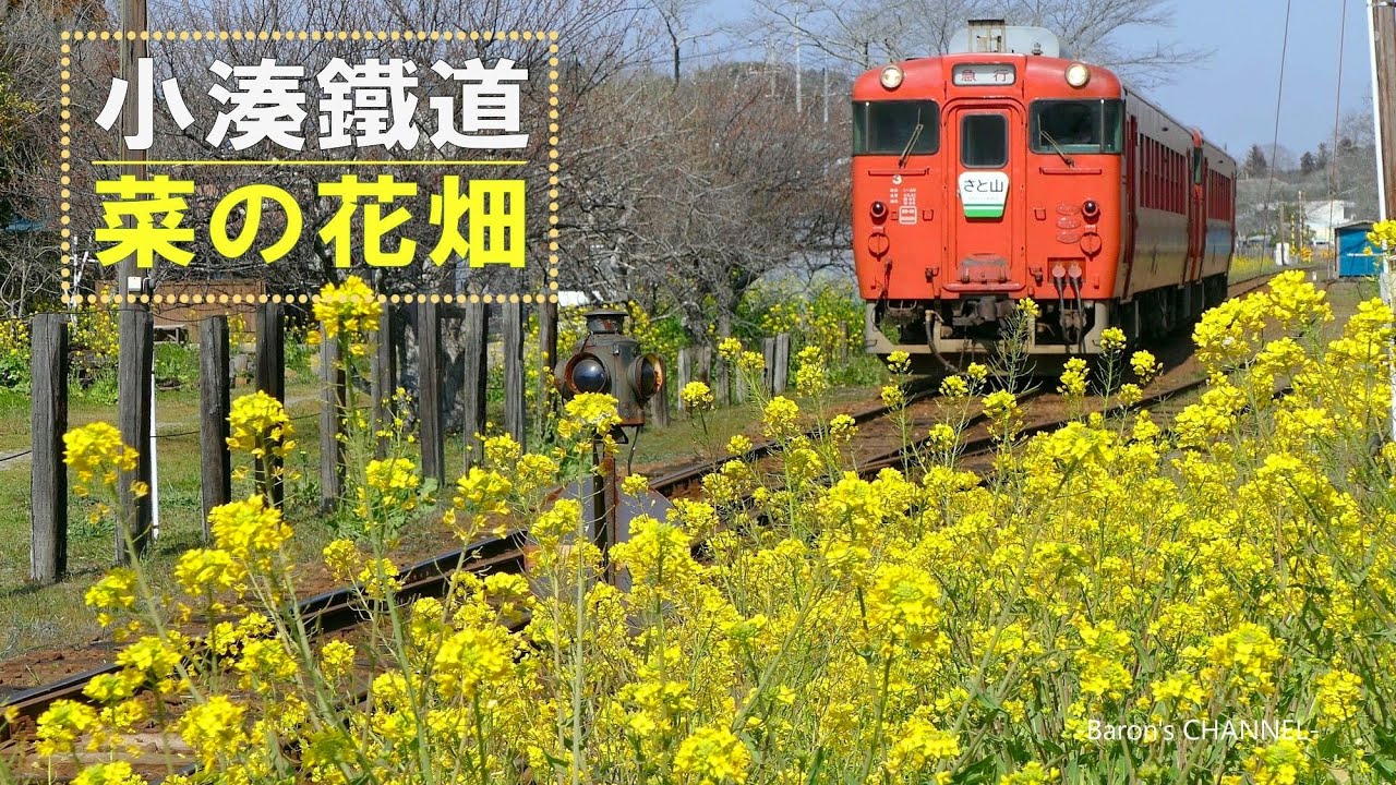 菜の花の季節を迎えた 小湊鉄道（千葉県市原市 石神菜の花畑
