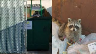 Woman Lures Trapped Raccoon Out of Dumpster With Skittles