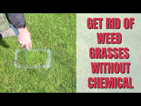 Video: Loại bỏ Torpedograss - Học Cách Thoát khỏi Torpedograss
