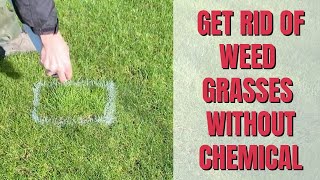 How to get RID of WEED GRASS permanently | Chemical FREE