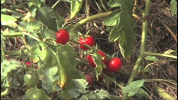 Permaculture Part 4 Oregon Urban Family Farm CSA  Episode 1304