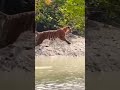 Exploring the mysterious SUNDERBAN! #royalbengaltiger #nature #jungle  #tiger #trending #wildlife
