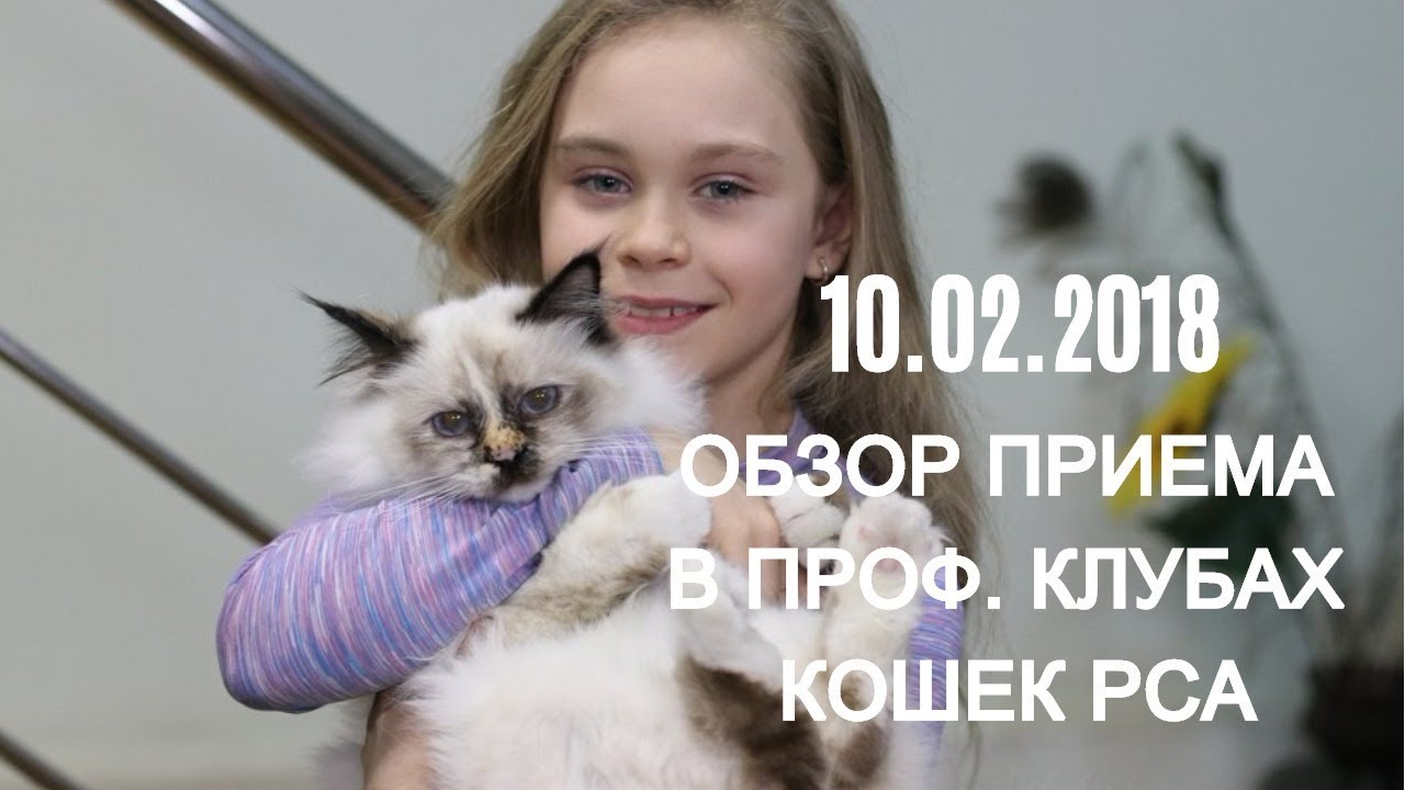 кошки породы Прием в проф. клубах кошек PCA 10.02.2018г