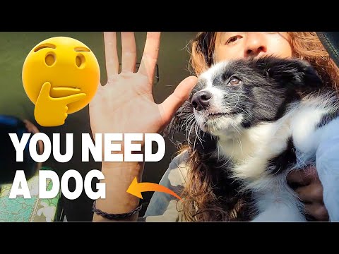 5 Reasons Why a Dog Will Make You Happier and Improve Your Life