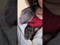 寝正月#ミニピン #miniaturepinscher #ねむねむ