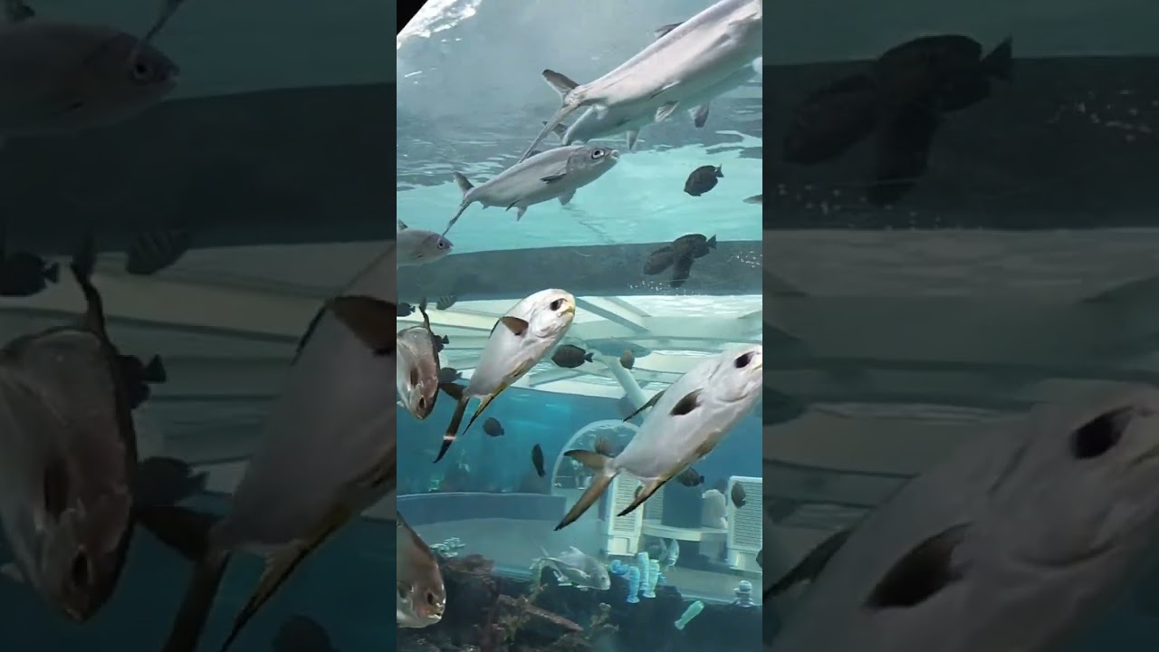 CEBU OCEAN PARK: URC National Sales Conference 2024 with the Sandiego Dance Company | Welcoming Team