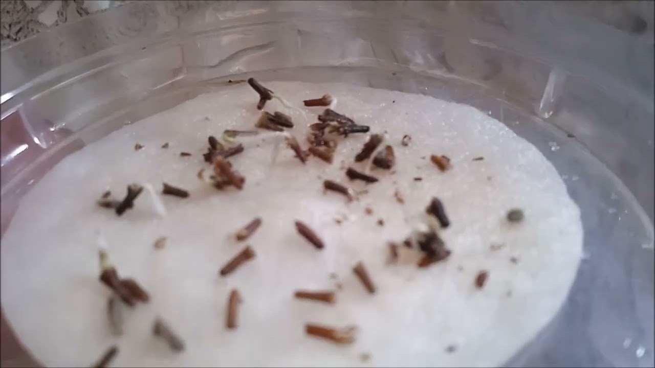 Рассада на 3 марта 2026г./Сибирь