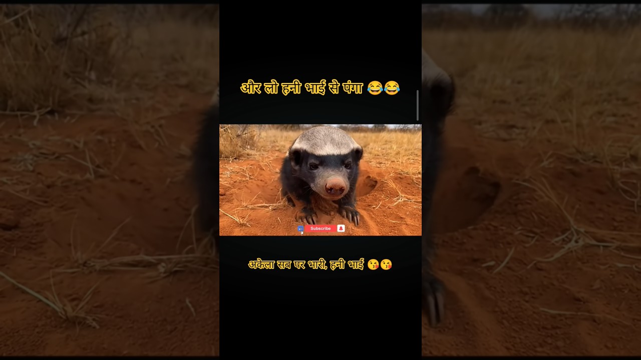 hanibedzar vs 4 hyna