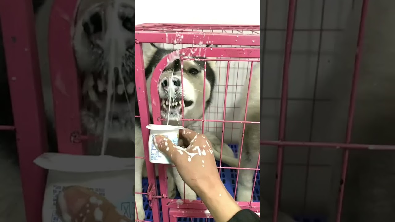 #huskysiberianorecife