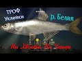 Трофейная уклейка на реке Белая. Троф уклейки в РР4. Русская Рыбалка 4. Река Белая. Рыбалка онлайн.