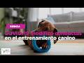 COVID-19 modificó conductas en el entrenamiento canino
