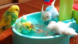 初めて、家族全員で水浴びを楽しみました/セキセイインコ家族/生後6ヶ月目の幼鳥