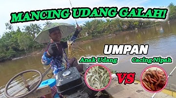 Mancing Udang Galah Umpan Cacing Nipah VS Umpan Anak Udang, Ada Yang Jadi Penonton 😂