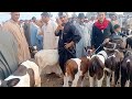 اسعار العجول البقري اللباني في سوق سيدي غازي بحيره يوم 18 6 2025 اسعار العجول البقري اللباني في سوق سيدي غازي بحيره يوم 18 6 2025