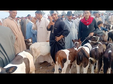 اسعار العجول البقري اللباني في سوق سيدي غازي بحيره يوم   