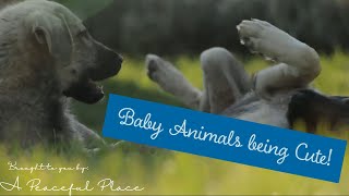 Baby Animals being Cute!   5 mins