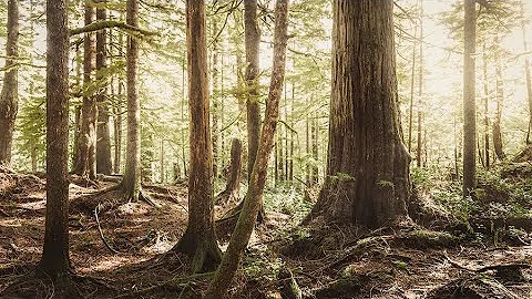 Old Growth and New Perspectives at Washington's Ellsworth Creek Preserve