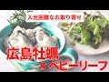 【お取り寄せ】超絶オススメ！１か月期間限定のコラボ商品。広島県産美浄生牡蠣と根付きマイクロベビーリーフのセットで３品