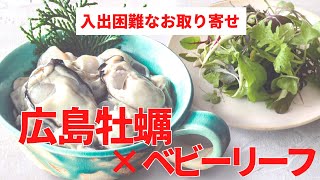 【お取り寄せ】超絶オススメ！１か月期間限定のコラボ商品。広島県産美浄生牡蠣と根付きマイクロベビーリーフのセットで３品