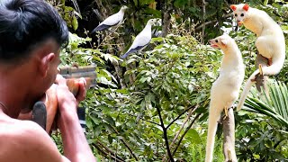 Full video : Berburu musang & burung punai siang & malam di gunung tengah hutan