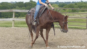 Gimmie A Kit Cat - working the flag! - ValleyViewRanch.net