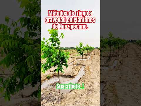 Riego De Nuez Pecano A Gravedad 