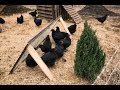 Permaculture Chickens