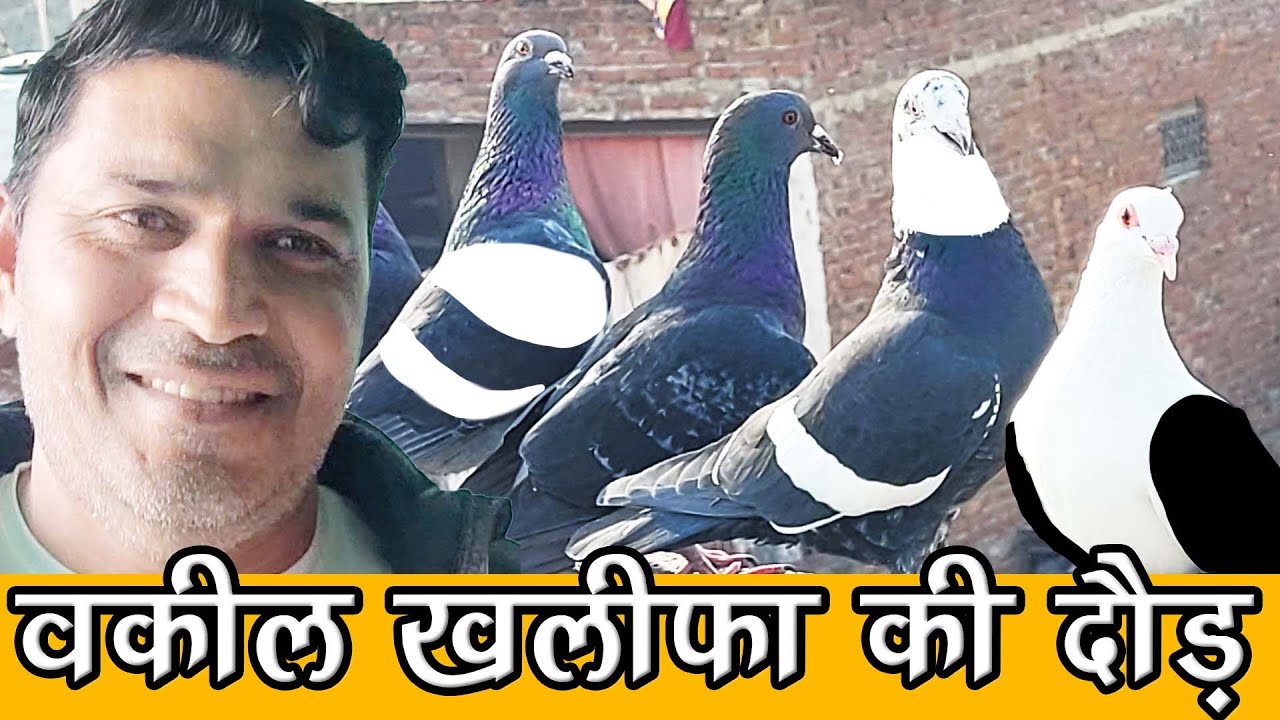 Wakeel Khalifa Ustad Pappu Talim K Kabutar Welcome Ki Daud, Pigeon Race
