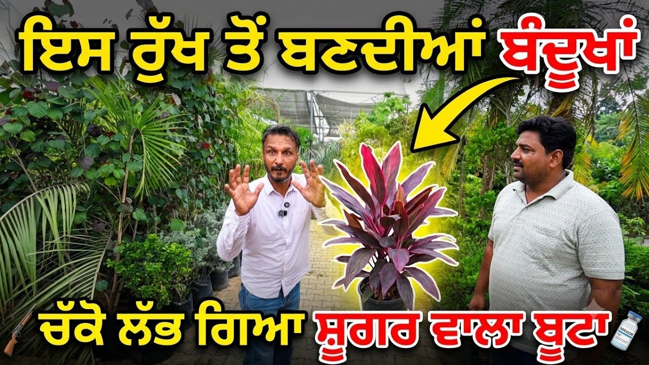 ⁣ਇਸ ਦਰੱਖਤ ਤੋਂ ਬਣਦੀਆਂ ਬੰਦੂ\'ਖਾਂ,, ਲੱਭ ਗਿਆ ਸ਼ੂਗਰ ਵਾਲਾ ਬੂਟਾ 