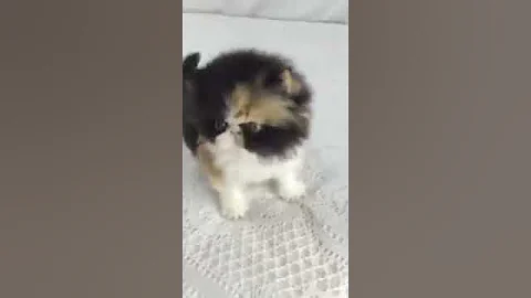 Watch the video about Calico Purebred Persian Kitten