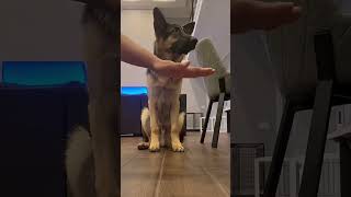 #funny #cutecats #pets #cute #funnycats #cutedogs