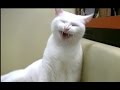 動物病院の飼い猫 先生の猫との遊び方が笑えたよ( 番外編 三毛を助けたい )