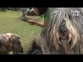 Dog Won't Let Her Owner Brush Her Fur For Years, Because? | Kritter Klub