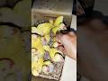 yellow🟡ringneck 🐤🐥#birds #parrot #shorts