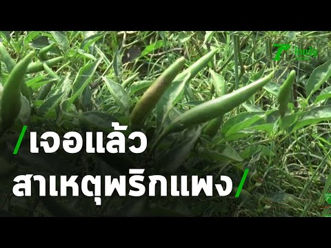 เจอแล้วสาเหตุ พริกแพงขายเม็ดละบาท | 27-01-64 | ห้องข่าวหัวเขียว