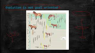 7: Evoltuion is not goal oriented