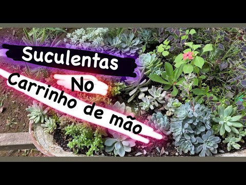 👉Suculentas no carrinho