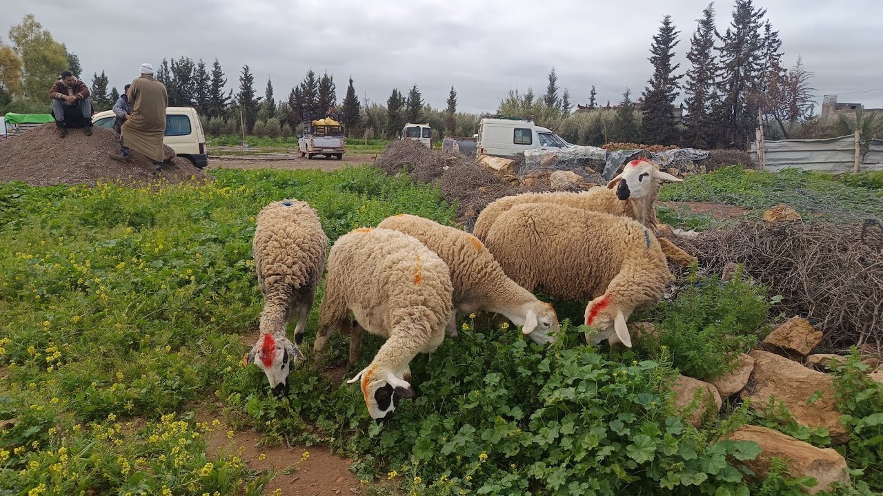 سوق جمعة العرارشة إقليم قلعة السراغنة  6/03/2026✅#اثمنة مختلفة و #سلعة متنوعة #مرحبا 0708081947☎️